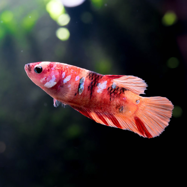 Betta Splendens Plakat Koi Nemo - Kampffisch Weibchen