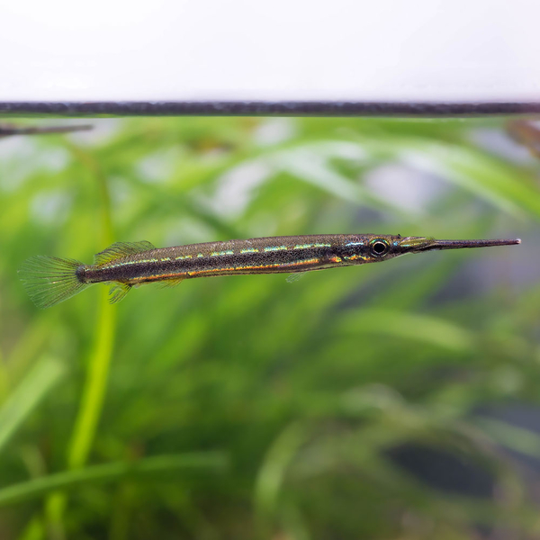 Hemirhamphodon tengah - Bunter Halbschn�bler | Goldlinien...