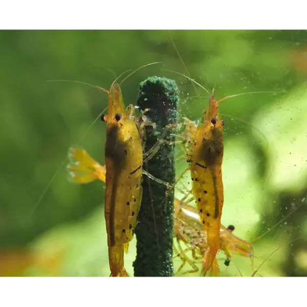 GlasGarten Shrimp Lollies Garnelenfutter 4in1 Basic Mix