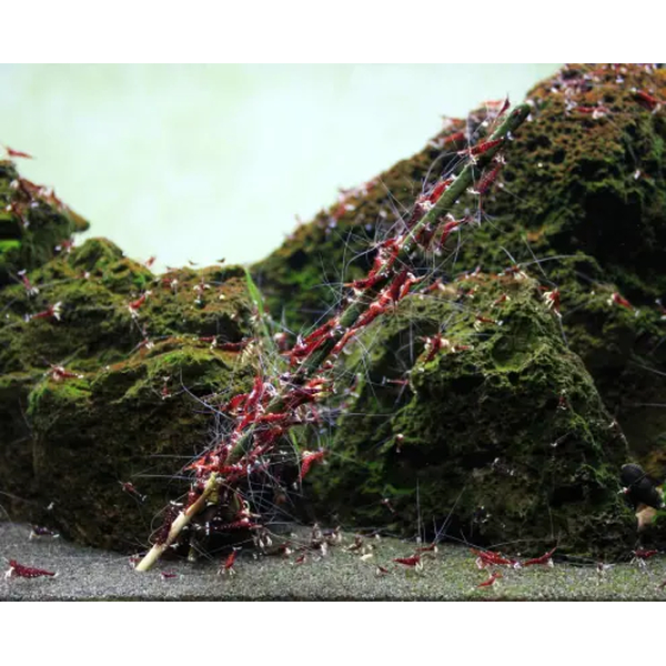 GlasGarten Shrimp Lollies Garnelenfutter 4in1 Basic Mix