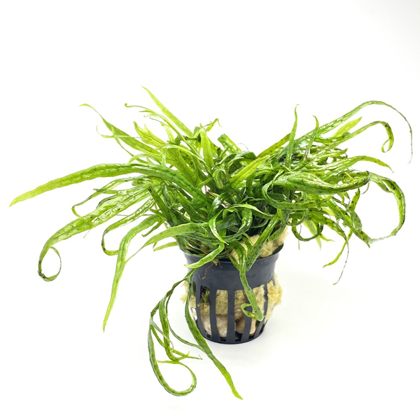 Microsorum Mix im Topf