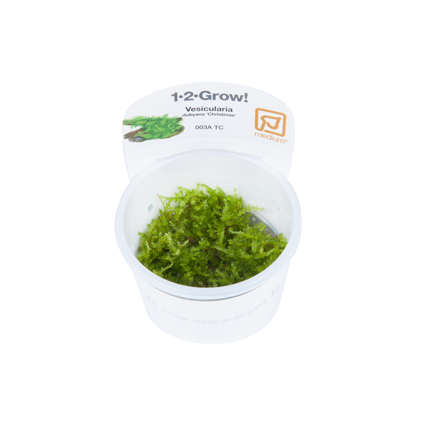Vesicularia montagnei Christmas - Christmas Moss in-vitro cup | Dennerle