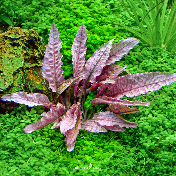 Cryptocoryne sp. Flamingo - Wasserkelch in-vitro cup | Dennerle