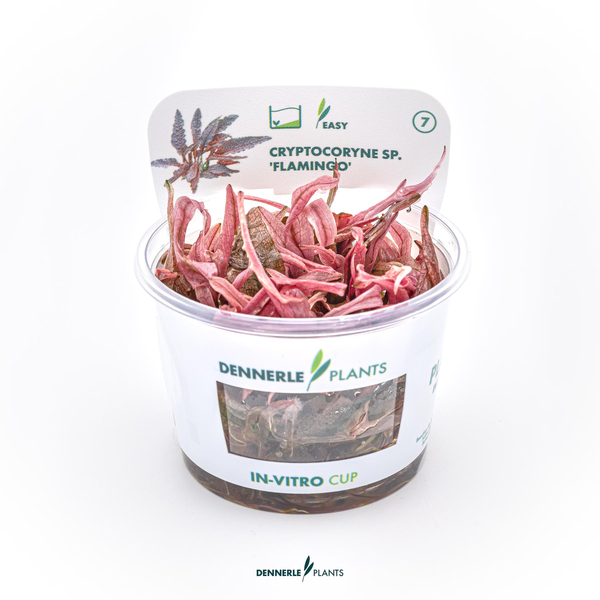 Cryptocoryne sp. Flamingo - Wasserkelch in-vitro cup | Dennerle