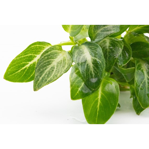 Anubias barteri var. nana Stardust
