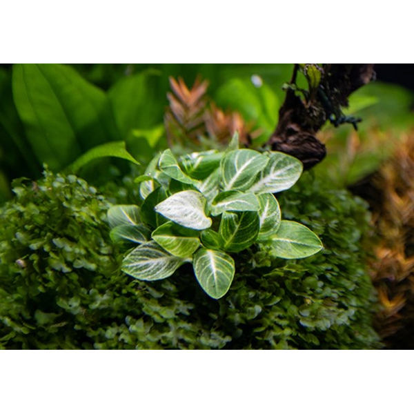 Anubias barteri var. nana Stardust