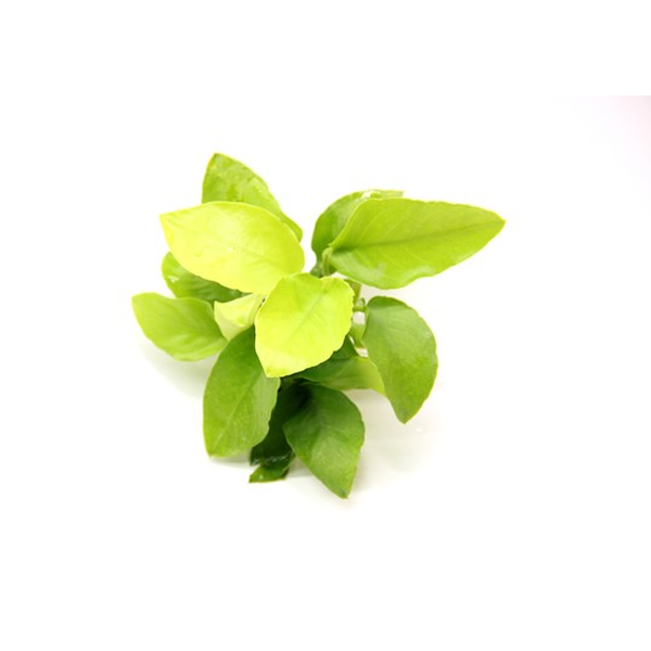 Anubias barteri var. nana Gold