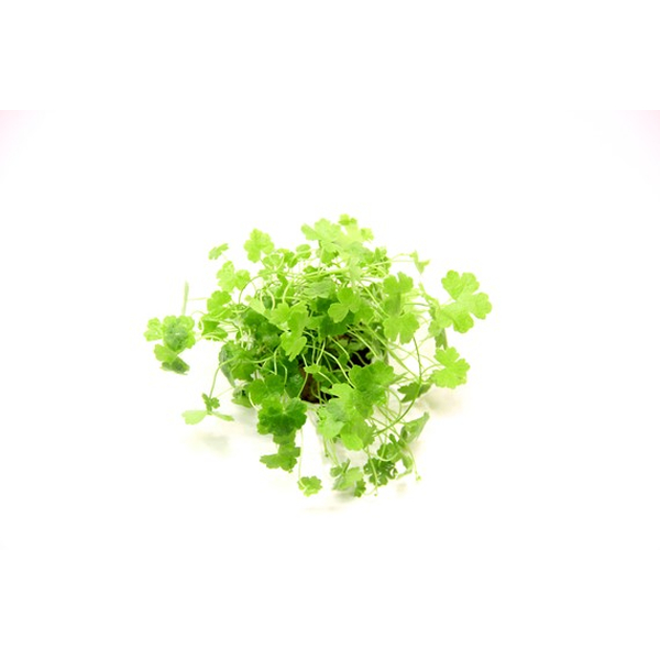 Hydrocotyle tripartita - Dreiteiliger / Japanischer...