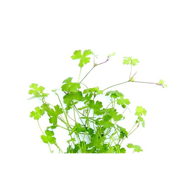 Hydrocotyle tripartita - Dreiteiliger / Japanischer Wassernabel