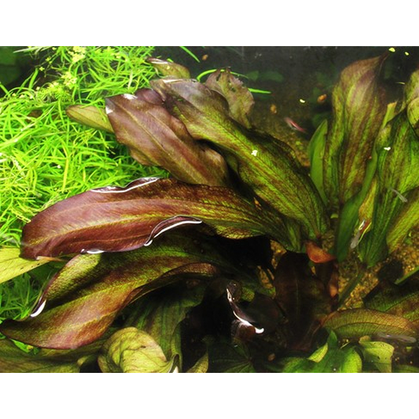 Echinodorus Green Chameleon im Topf von Dennerle