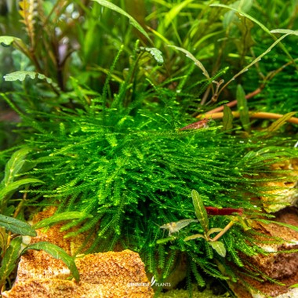 Taxiphyllum spec. Giant Moos In Vitro von Dennerle
