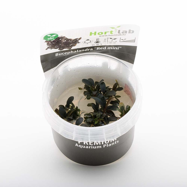 Bucephalandra sp. Red Mini In-Vitro von Aqua Art