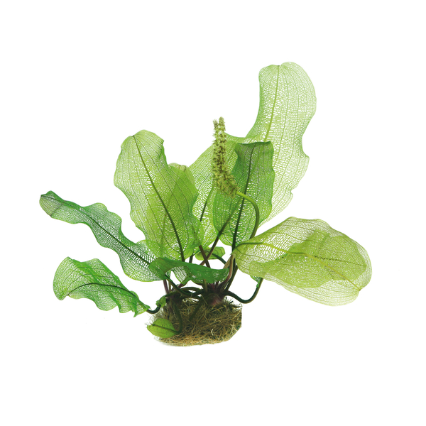 Aponogeton madagascariensis  Knolle von Dennerle