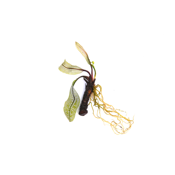 Aponogeton madagascariensis  Knolle von Dennerle