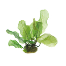 Aponogeton madagascariensis  Knolle von Dennerle