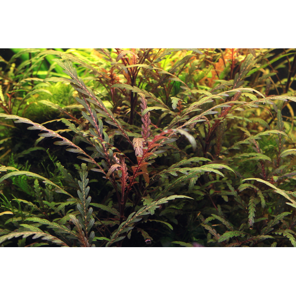 Hygrophila pinnatifida - Gefiederter Wasserfreund im Topf von Dennerle