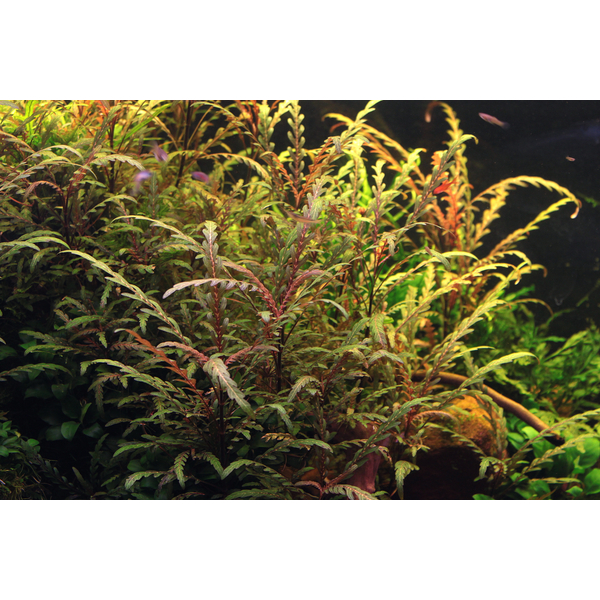 Hygrophila pinnatifida - Gefiederter Wasserfreund im Topf von Dennerle