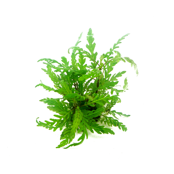 Hygrophila pinnatifida - Gefiederter Wasserfreund im Topf von Dennerle
