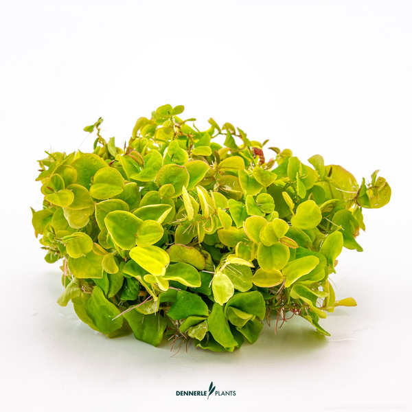 Phyllanthus fluitans - Roter Wurzelschwimmer in-Vitro cup von Dennerle