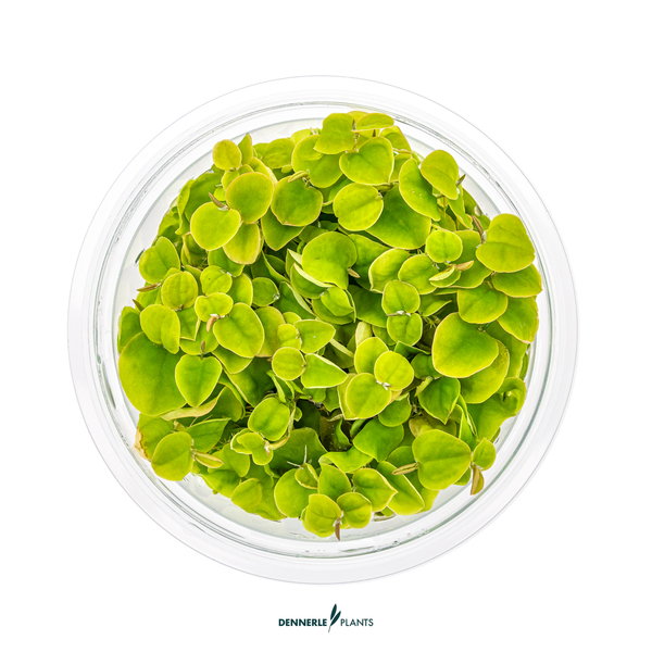 Phyllanthus fluitans - Roter Wurzelschwimmer in-Vitro cup von Dennerle