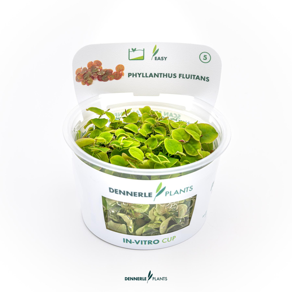 Phyllanthus fluitans - Roter Wurzelschwimmer in-Vitro cup von Dennerle