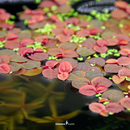 Phyllanthus fluitans - Roter Wurzelschwimmer in-Vitro cup...