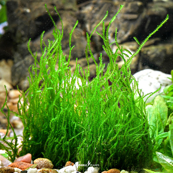 Taxiphyllum sp. Flame Moss - Flammenmoos in-Vitro cup von Dennerle