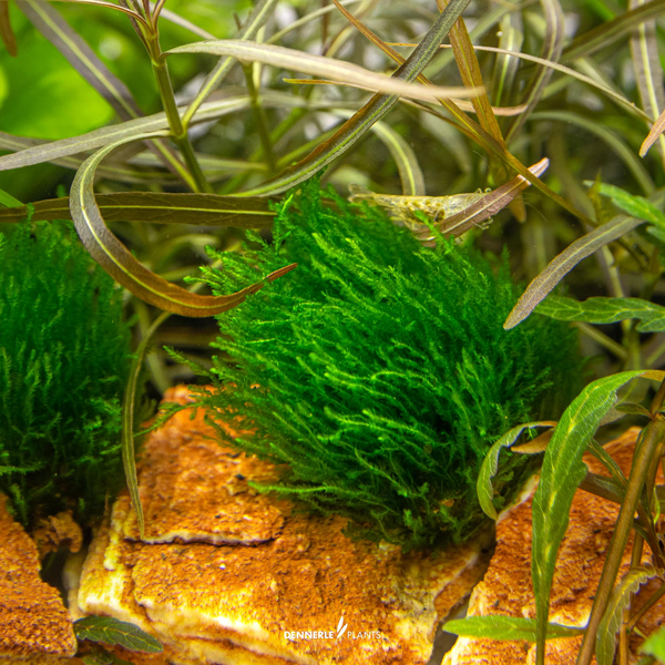 Taxiphyllum sp. Flame Moss - Flammenmoos in-Vitro cup von Dennerle