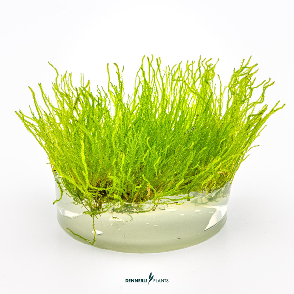 Taxiphyllum sp. Flame Moss - Flammenmoos in-Vitro cup von Dennerle