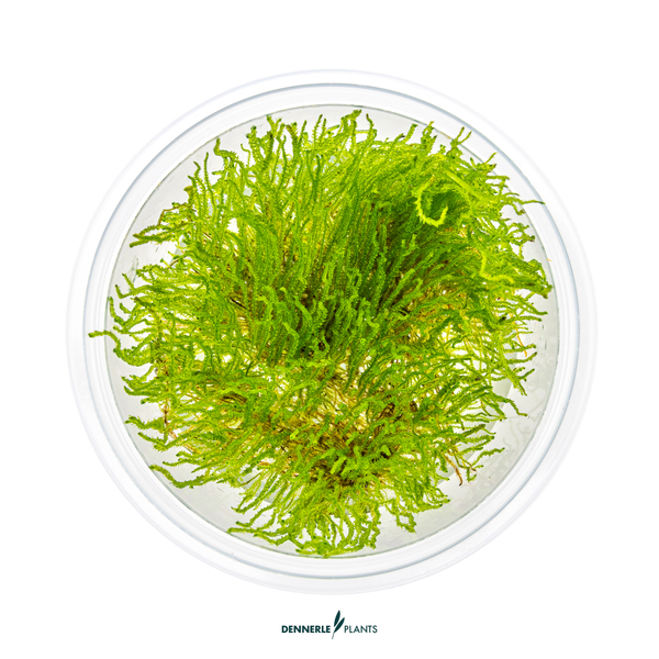 Taxiphyllum sp. Flame Moss - Flammenmoos in-Vitro cup von Dennerle
