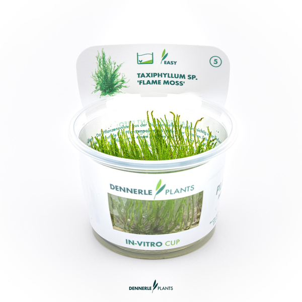 Taxiphyllum sp. Flame Moss - Flammenmoos in-Vitro cup von Dennerle