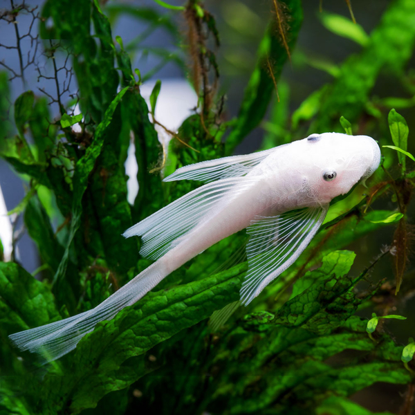 Ancistrus sp. Snow White Schleier - Antennenwels