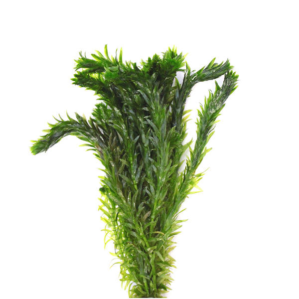 Egeria Densa Special - dichte Wasserpest