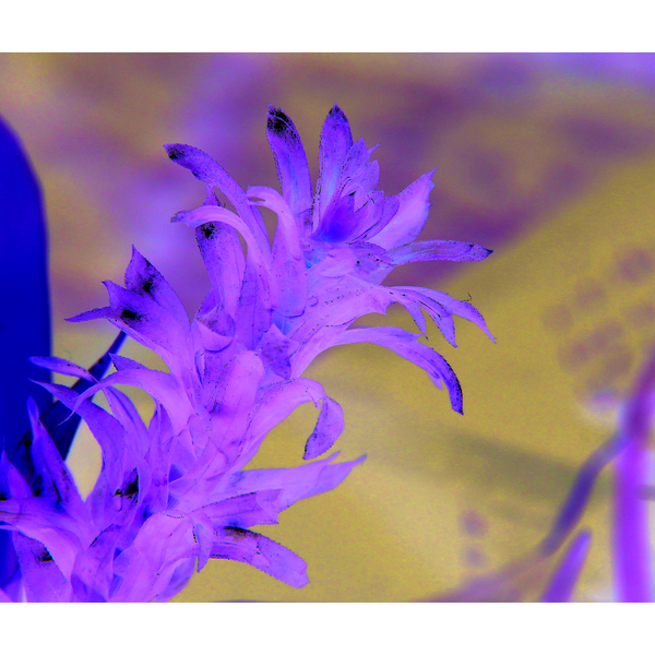 Egeria Densa Special - dichte Wasserpest