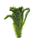 Egeria densa Special - dichte Wasserpest im Topf von...