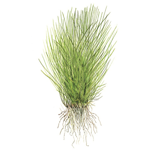 Eleocharis acicularis - Nadelsimse