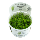 Eleocharis acicularis - Nadelsimse 1-2-Grow! | Tropica