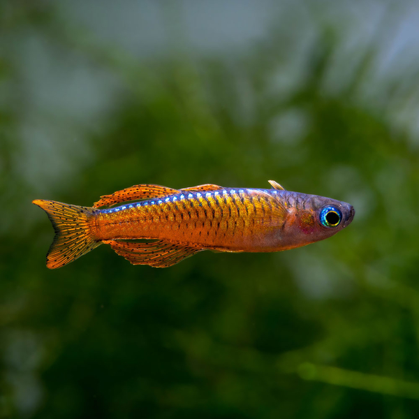 Pseudomugil luminatus var. Red Neon - Neon-Blauauge