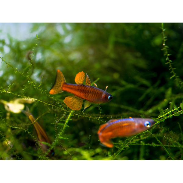 Pseudomugil luminatus var. Red Neon - Neon-Blauauge
