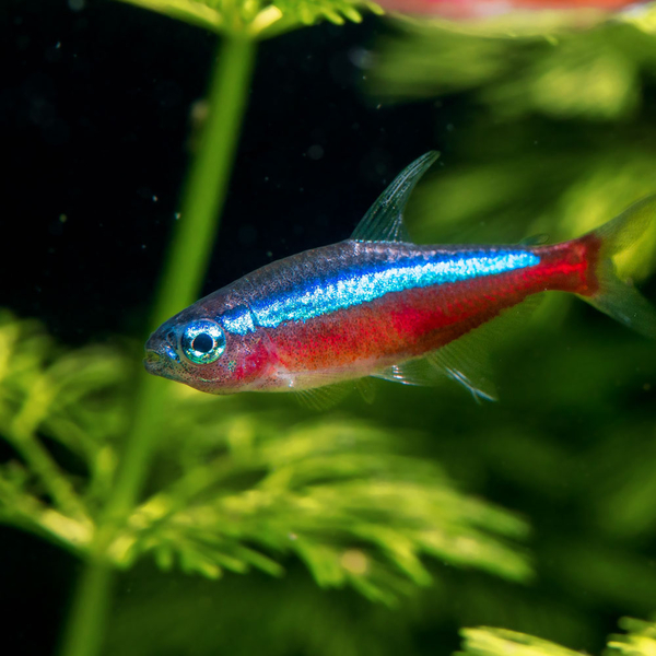 Paracheirodon axelrodi - Roter Neonsalmler