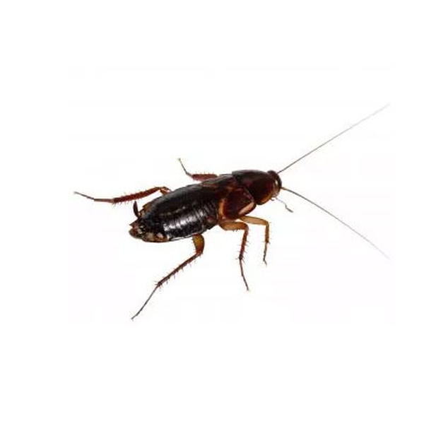 Shelfordella lateralis - Schokoschaben (Futterinsekten)