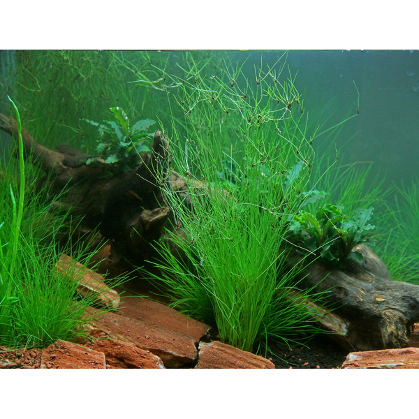 Eleocharis vivipara - Regenschirmsimse im Topf von Dennerle