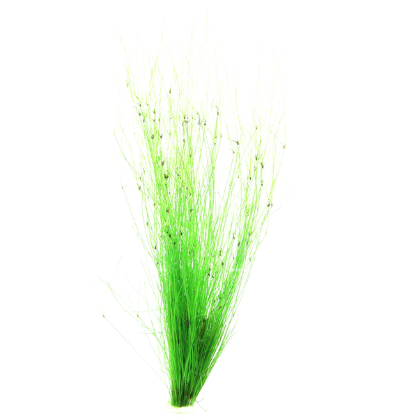 Eleocharis vivipara - Regenschirmsimse im Topf von Dennerle