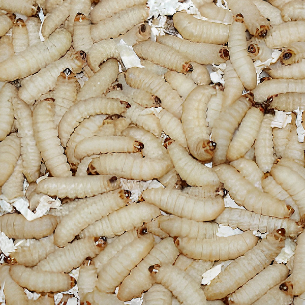 40stk Bienenmaden / Wachsmottenlarven - Galleria mellonella (Futterinsekten) Vorbestellung / Reservierung
