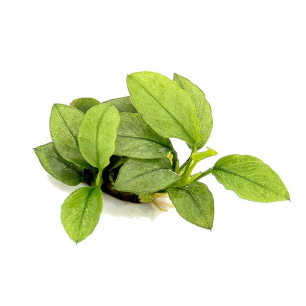 Anubias nana Jade
