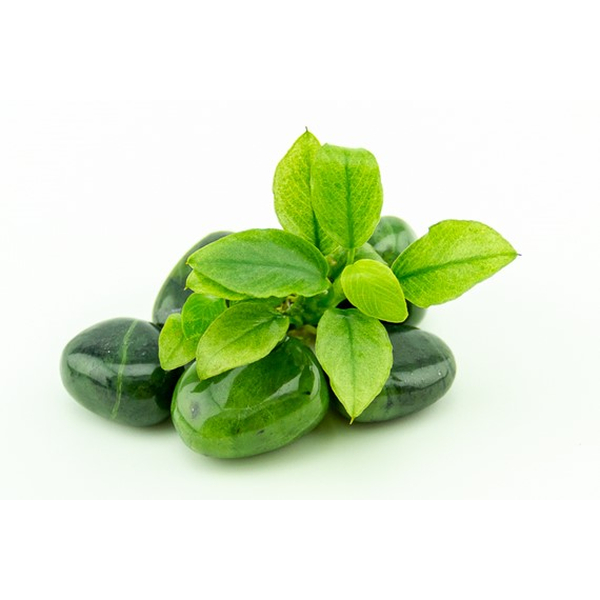 Anubias nana Jade im Topf von Dennerle