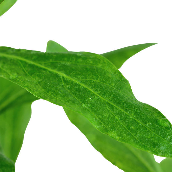 Hygrophila polysperma - Indischer Wasserfreund