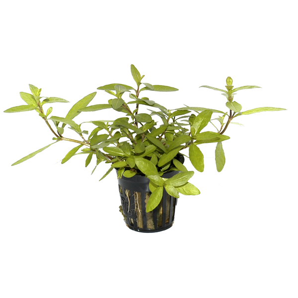Hygrophila polysperma - Indischer Wasserfreund