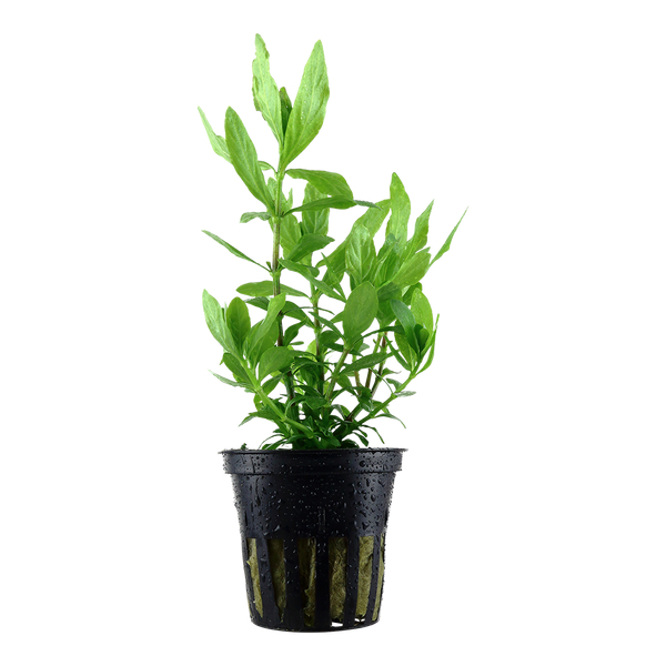 Hygrophila polysperma - Indischer Wasserfreund im Topf von Tropica