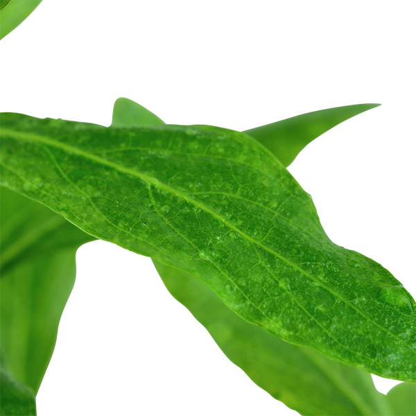 Hygrophila polysperma - Indischer Wasserfreund im Topf von Tropica